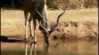 Kudu Bull