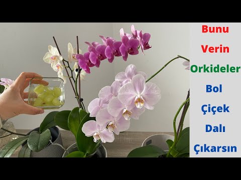 , title : 'Bunu Verin Orkideler bol bol Çiçek Dalı  Ve Sağlıklı Kökler Çıkarsın/ Orkide Coşturan'