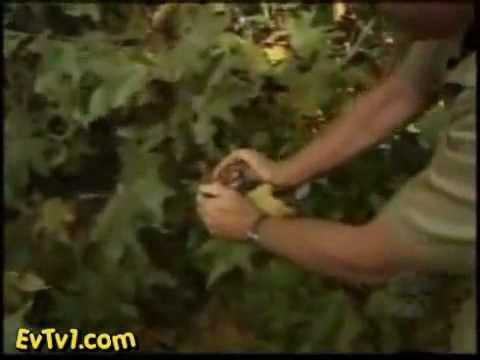 Crocodile Hunter Meets His Match