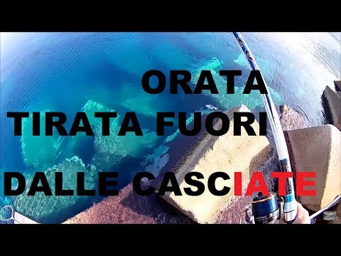 Trattarlo da vermi di gattino Il helminths è terribile