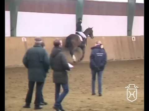 Holsteiner Stute von Casall - Cassini I - Narew xx