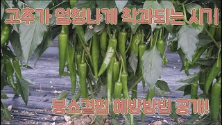 붕소결핍 예방하면 고추 엄청나게 착과됩니다!! 고추 농사 잘 짓는 법!