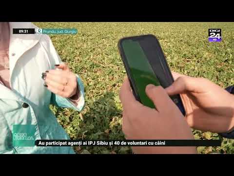 Starea culturii de rapiță în ferma domnului Catalin Corbea