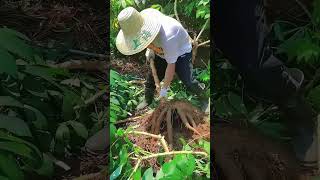 Download lagu Cassava cultivation #satisfying #farming #countrylife #agriculture #farmlife mp3