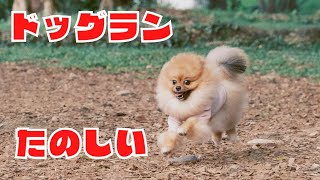 久しぶりのドッグラン！チョンバルにひっそりと佇む素敵スポット