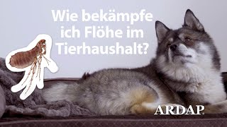Flöhe im Haushalt bekämpfen – bis zu 6 Monate Schutz mit ARDAP Flohspray