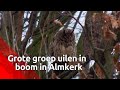 Brabants Buske - uilen bivakkeren in woonwijk Almkerk