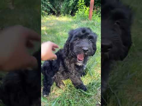 Ruru is having fun at the yard on his 8 weeks