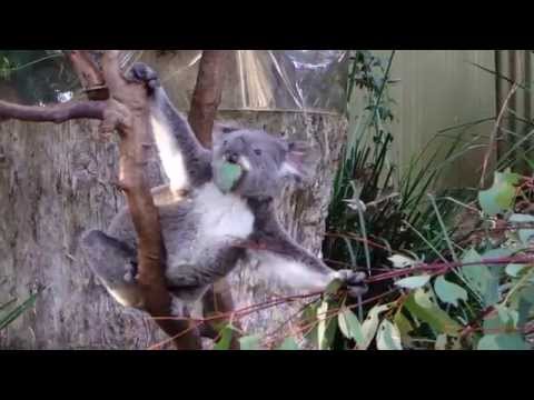 Koala eating, while Kookaburras and Cockatoos chatter in the background Video