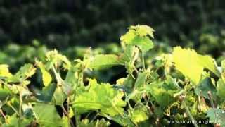 Vinarija Jungic Vinarija Jungic