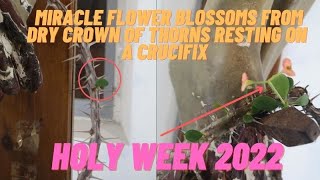 MIRACLE FLOWER BLOSSOMS FROM DRY CROWN OF THORNS RESTING ON A CRUCIFIX