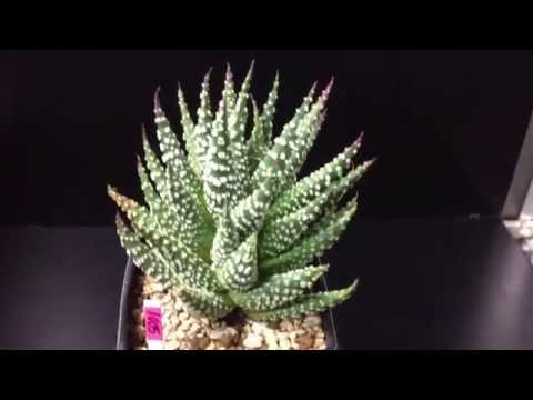 1005: Haworthia Pumila cv. Donuts; clone A