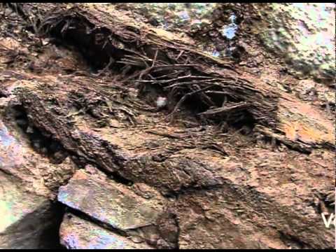 Indagine sulle palificazioni di Venezia