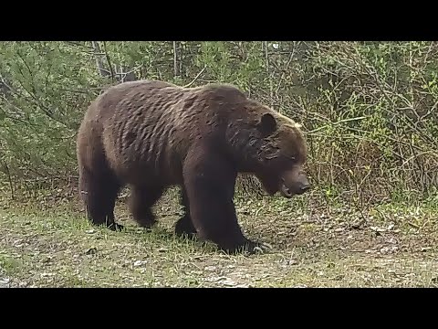 2022 Highlights Trail Cam 3