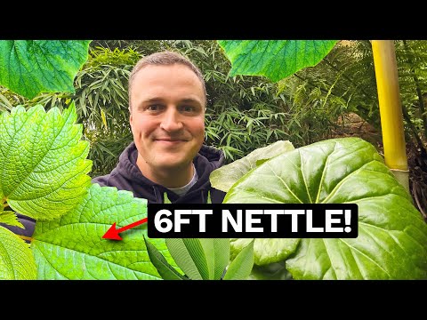 Adding some Monster Jungle Plants to our UK Tropical Garden...