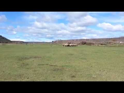 Clicker fetching sheep.mp4