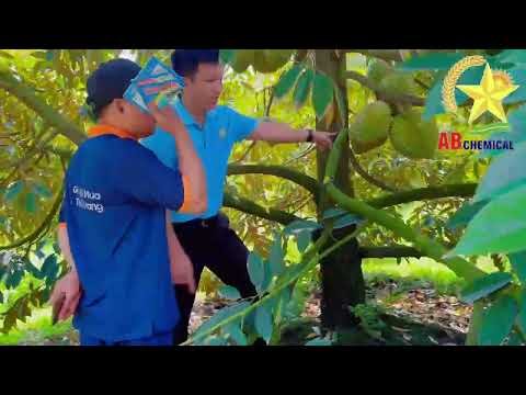 💥💥 AB CHEMICAL LUÔN ĐỒNG HÀNH CÙNG QUÝ NHÀ NÔNG TRÊN CÂY SẦU RIÊNG!