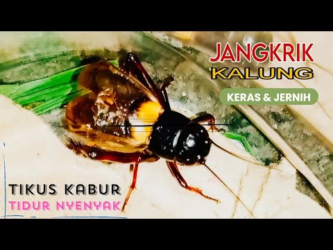 Suara Jangkrik 2 Jam