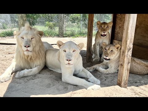 SINGLE VISION LION PRIDE