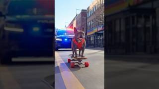 警察をスケボーに乗って弄ぶフレンチブルドッグのフィリックス