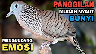 Download lagu Perkutut lokal gacor suara besar paling ampuh untuk pancingan burung perkutut agar bunyi mp3
