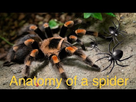 The anatomy of a spider