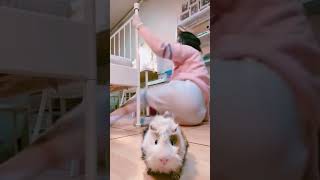 Download lagu Marmutnya IMUT 😳 | Anak SMP Goyang Deket Kasur mp3 Download lagu Marmutnya IMUT 😳 | Anak SMP Goyang Deket Kasur mp3