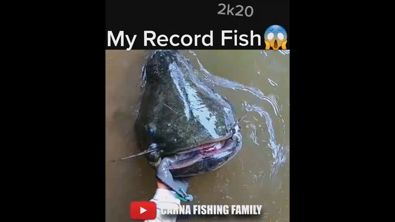 RECORD SILURE #fishing #bigfish #catfish #shorts