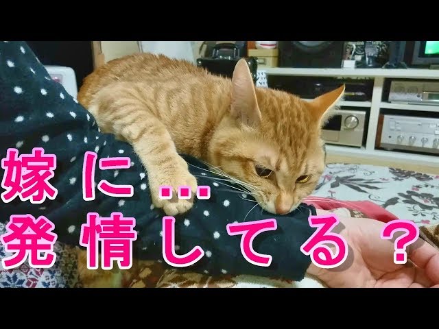 猫のマウンティングとは 3つの理由と理由別の対策方法 reoblog 猫のマウンティングとは 3つの理由と理由別の対策方法 reoblog