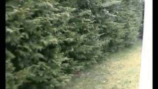 Esoterica of Abyssynia