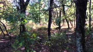 Wild turkey at Honey Springs Battlefield, Checotah, OK.