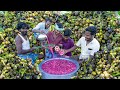 TENDER PALMYRA PALM SARBATH Naturally Made Tender Ice Apple Rose Juice Summer Drinks