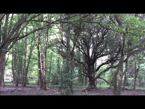 Ian Neal - The Way Through the Woods