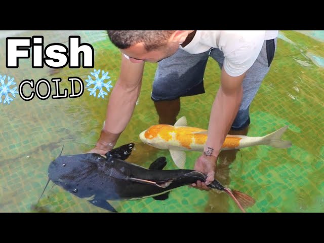 Training My Fish To SURVIVE The WINTER!  ** FREEZING COLD**