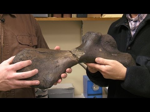 Bones Found 160 Years Apart Reveals Huge Ancient Sea Turtle