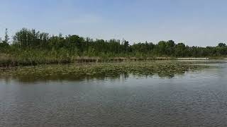 PL 🇵🇱 Wolsztyn -Jezioro Wolsztyńskie 05 🐸 2024 Koncert Żab 🐸🐸🐸🐸🐸