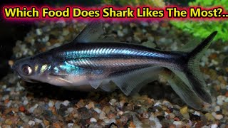 Which Food Does Shark Likes The Most?.../ Fish Aquarium Tamil