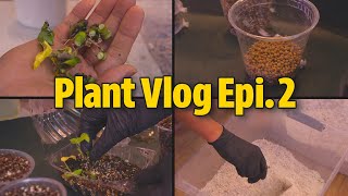 Silent Plant Vlog Ep.2 | How to Propagate Monstera Adansonii from Cuttings?