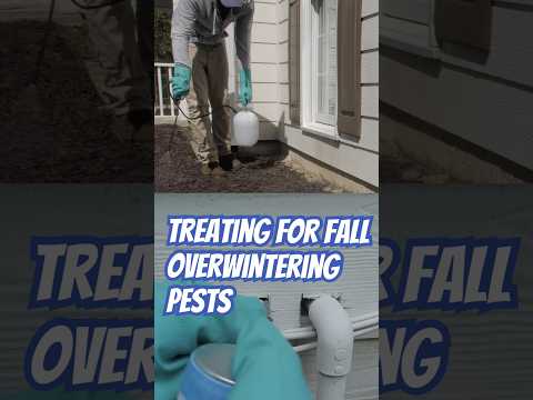 Stop Fall Overwintering Pests with These Tips from DoMyOwn.com