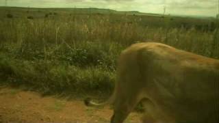 preview picture of video 'Encounter with Lions and other animals'