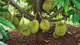 Download lagu cara jitu budidaya durian pohon pendek berbuah lebat musang king mp3 Download lagu cara jitu budidaya durian pohon pendek berbuah lebat musang king mp3