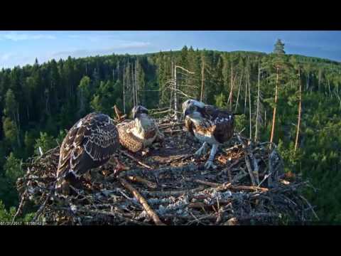 Dominance of osprey's chicks / Estonian Osprey nest