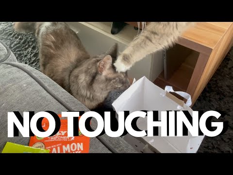 Cats Argue Over A Bag | Mail Time