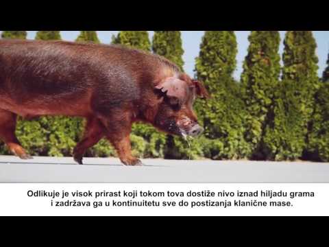 download lagu mp3 mp4 Durok, download lagu Durok gratis, unduh video klip Durok