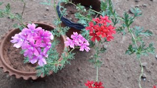 വെർബീന /perennial verbena plant care in malayalam