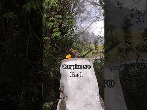 Carpintero Real.Le encanta comer naranja,también banana y manzana.Los Molles.San Luis.🇦🇷