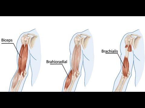 Functional Anatomy Elbow Flexors