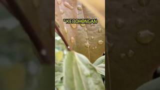 Download lagu kata kata bijak singkat | kebohongan | #katakatabijak #katakatamutiara #katakatamotivasi mp3