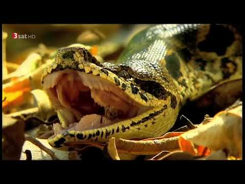 Madagaskar Tier & Natur Dokumentation HD