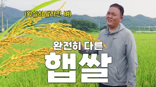 대박 터진 올해 첫 햅쌀 수확이요~!